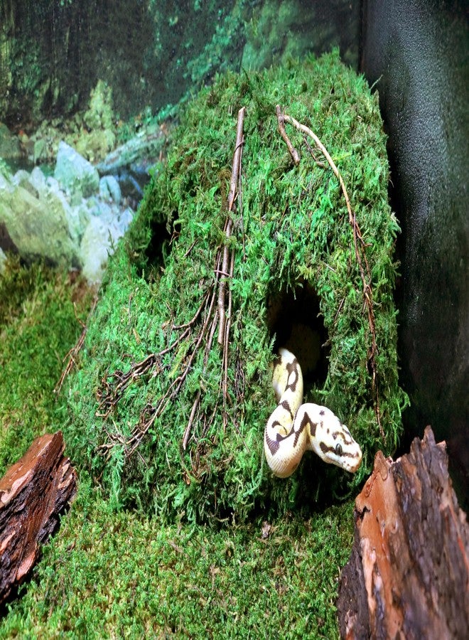 Galapagos Galápagos (05370) Mossy Sapa Corner Hide - The Perfect Reptile Hide for Security and Comfort - A Natural and Secure Hide for Reptiles, Amphibians, and Invertebrates, L10” x W5.5” x H4.5” - Image 2